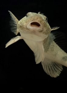 Doubs Vivant © Jonas Steiner